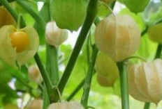 Buah Ciplukan, Si Buah Liar yang Kaya Manfaat bagi Tubuh