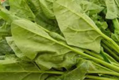 Jaga Kesehatan Tenggorokan dan Lambung dengan Daun Peleng