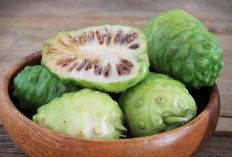 Menurunkan Tekanan Darah dengan Scopoletin dari Mengkudu