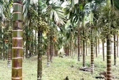 Berapa Harga Pinang Jambi yang Sudah Mendunia Sepanjang 2025? Ternyata Harganya Cukup Menggiurkan