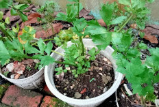 Seledri, Obat Herbal Alami dan Penyedap Kuliner yang Kaya Manfaat