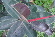 Obati Bisul dan Rematik dengan Pohon Rambung Merah