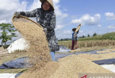 Kabar Baik untuk Petani : Harga Gabah pada Masa Panen Tidak Boleh Turun dari HPP Rp6.500 per Kilogram !