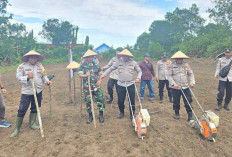 Ikut Serta Tanam Jagung Serentak Kuartal III : Polsek Pedamaran Manfaatkan Lahan Kosong di Belakang Mako