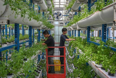 Geliat Ekonomi Hijau di Sudut Jakarta