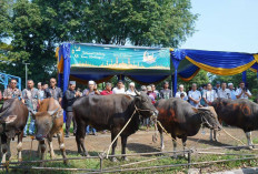 Pusri Salurkan 60 Ekor Hewan Qurban untuk Masyarakat Lingkungan dalam Idul Adha 1446 Hijriah 