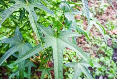 Jaga Kesehatan Fungsi Otak dan Sistem Saraf dengan Daun Gedi Merah
