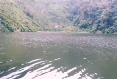 Danau Sungai Aro: Permata Tersembunyi di Bukit Dingin  Empat Lawang !