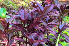 Kurangi Plak dan Jaga Kesehatan Gigi dengan Daun Ungu