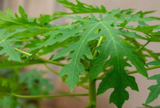Tak Hanya Sayur, Daun Pepaya Bisa Diolah Menjadi Teh Herbal yang Menyehatkan
