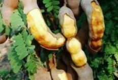 Asam Jawa, Si Asam Segar Andalan Dapur Nusantara yang Kaya Khasiat