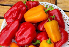 Paprika Ternyata Dapat Menyehatkan Kulit dan Rambut 