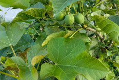 Obati Radang Telinga dan Sakit Gigi dengan Getah Jarak 