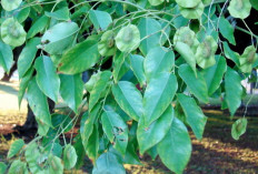 Obati Batu Ginjal dan Kencing Manis dengan Daun Angsana