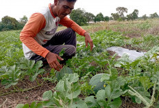 Budidaya Semangka : Pilihan Menguntungkan bagi Petani Ogan Ilir !