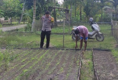 Dorong Ketahanan Pangan Lewat Budidaya Sawi