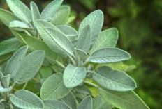 Jaga Kesehatan Gigi dan Mulut dengan Daun Sage