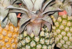 Beragam Olahan dari Buah Nanas : Segar, Lezat dan Kaya Manfaat