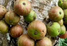 Obati Eksim dan Diare dengan Buah Gondang