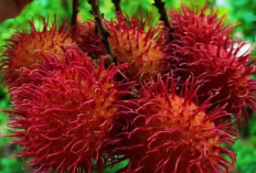 Rambutan : Buah Tropis yang Kaya Manfaat dan Populer di Indonesia