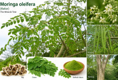 Daun Kelor, Superfood Alami Kaya Nutrisi: Ini Deretan Manfaatnya bagi Kesehatan Tubuh