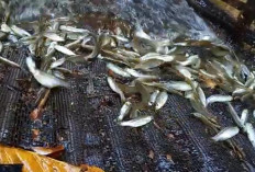 Mengenal Ikan Seluang : Harta Karun Perairan Sungai Musi yang Perlu Dilestarikan !