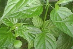 Obati Rematik dan Kencing Batu   dengan Daun Dandang Gendhis