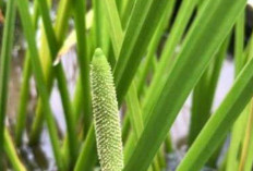 Obati Penyakit Kuning dan Cacingan dengan Daun Dlingo