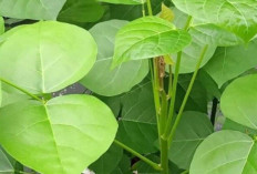 Obati Rematik Demam dan Bengkak dengan Daun Dadap 