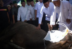 Idul Adha 2026, Pemkot Prabumulih Salurkan 34 Sapi Kurban ke Masjid di 6 Kecamatan