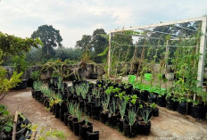 Berkebun di Lahan Terbatas: Solusi Cerdas Menghemat Belanja Dapur dan Sehatkan Lingkungan