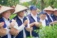 Perkuat GSMP : Pj Gubernur dan Sekda Muaraenim Panen Raya Cabai di  SMK Negeri 1 Gelumbang