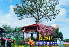 Menikmati Keindahan Bukit Sakura : Destinasi Wisata Spektakuler di Bandar Lampung
