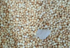 Ketumbar: Rempah Kaya Rasa yang Mendunia
