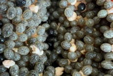 Biji Pepaya, Si Kecil Penuh Manfaat : Benarkah Ampuh Lawan Infeksi dan Jaga Kesehatan Tubuh?