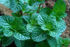 Daun Mint: Si Hijau Serbaguna dengan Segudang Manfaat