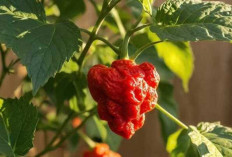 Carolina Reaper : Cabai Terganas di Dunia yang Memikat Pecinta Pedas