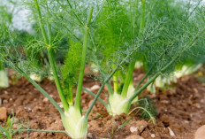 Obati Batu Empedu dan Kencing Batu dengan Adas