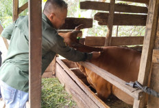 Dinas Pertanian OKU Cegah Penyebaran PMK