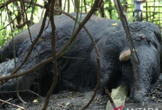 Polisi Selidiki Kematian Gajah Sumatera di Nagan Raya Aceh