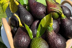 Alpukat : Superfood yang Semakin Populer di Tengah Masyarakat