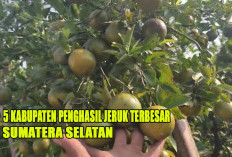 5 Kabupaten Penghasil Jeruk Terbesar di Sumatera Selatan : Rasanya tak Kalah dengan Jeruk Brastagi !