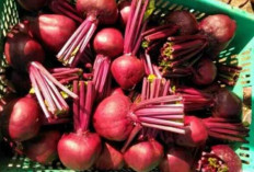 Cegah Pikun dengan Bit si Umbi Kaya Nutrisi yang Sering Disangka Buah