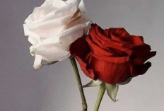 Asal Usul Bunga Mawar : Si Cantik dengan Sejuta Makna