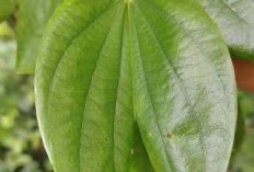 Obati Pegal, Nyeri Otot dan Atasi Gigitan Ubur-Ubur dengan Daun Tapak Kuda