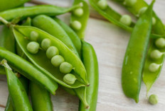 Kacang Polong Sumber Protein Nabati Kaya Manfaat untuk Kesehatan Tubuh
