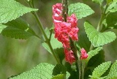 Obati Ambeien dan Redakan Pembengkakan Payudara dengan Daun Ngokilo
