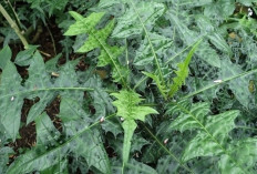 Obati Penyakit Gondok dan Hepatitis dengan Daun Daruju