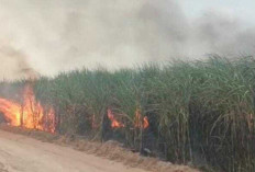 Kebun Tebu PTPN Cinta Manis Terbakar, Diduga Disengaja, Begini Kata Pihak Perusahaan
