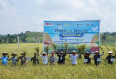 Dorong Swasembada Pangan Pusri Gelar Panen Raya di Bangka Selatan